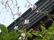 2009年3月20日（金）の画像