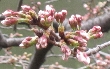 2012年4月4日（水）の画像