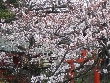 2012年4月8日（日）の画像