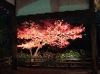 2012年11月14日（水）の画像